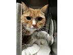 Adopt Bonny a Cream or Ivory Manx / Domestic Shorthair / Mixed cat in Anderson