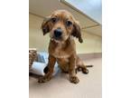 Adopt Willy a Brown/Chocolate Beagle / Australian Shepherd / Mixed dog in