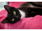 Adopt Domino a All Black Domestic Shorthair / Domestic Shorthair / Mixed cat in