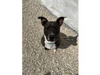 Adopt Max a Gray/Blue/Silver/Salt & Pepper American Staffordshire Terrier /