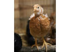 Adopt Chick Two a Tan Chicken / Mixed bird in West Seneca, NY (39166036)