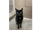 Adopt Oliver (Front Declawed) a All Black Domestic Shorthair / Domestic