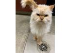 Adopt Jiggy (Front Declawed) a White Persian / Domestic Shorthair / Mixed cat in
