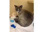 Adopt Gabanna a Gray or Blue Siamese / Domestic Shorthair / Mixed cat in Port St