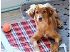 Adopt JJ a Red/Golden/Orange/Chestnut Golden Retriever / Mixed dog in Palatine