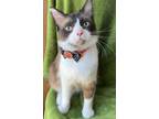 Adopt Sampson a Brown or Chocolate Ragdoll / Snowshoe / Mixed cat in Santa Fe