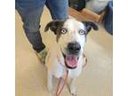 Adopt Presley a White Great Dane / Mixed dog in Westampton, NJ (39166001)