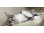 Adopt Marcia a Gray or Blue Domestic Shorthair / Domestic Shorthair / Mixed cat