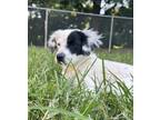 Adopt Trixie Girl a White Border Collie / Mixed dog in North Wilkesboro