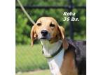 Adopt Reba a Hound (Unknown Type) / Mixed dog in Oxford, NC (39153289)