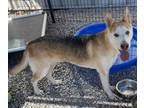 Adopt Wren a White Husky / Mixed dog in Barco, NC (39165975)