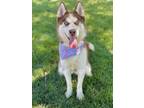 Adopt Rhyme a Red/Golden/Orange/Chestnut Husky / Mixed dog in DeKalb