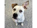 Adopt Skywalker a White Australian Cattle Dog / Mixed dog in Indianapolis