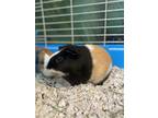 Adopt Squeaks (bonded w/ Kiwi) a Black Guinea Pig small animal in Oakland