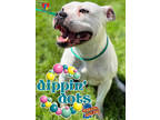 Adopt Dippin Dots a White American Pit Bull Terrier / Mixed dog in Grand Island