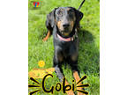 Adopt Gobi a Black Doberman Pinscher / Mixed dog in Grand Island, NE (39165867)