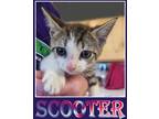 Adopt Scooter a Domestic Shorthair / Mixed (short coat) cat in Mena