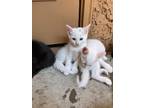 Adopt Kittens a White (Mostly) Domestic Shorthair (short coat) cat in Elk Grove