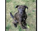 Adopt More Puppies! a Black Labrador Retriever / American Pit Bull Terrier /