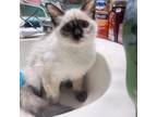 Adopt Azul *Meet me at Petsmart in Plymouth!* a White Siamese / Mixed cat in