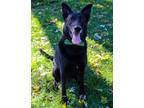 Adopt Louie a Black German Shepherd Dog / Husky / Mixed dog in Bicknell