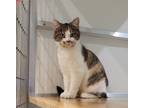 Adopt Raven a White Domestic Shorthair / Domestic Shorthair / Mixed cat in