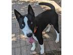 Adopt Remy a Black Bull Terrier / Canaan Dog / Mixed dog in Mesquite