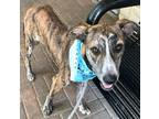 Adopt 54097100 a Brown/Chocolate Greyhound / Mixed dog in Mesquite