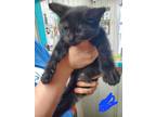 Adopt Conrad a All Black Russian Blue / Domestic Shorthair / Mixed cat in