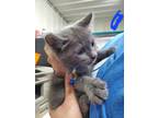 Adopt Cannon a Gray or Blue Russian Blue / Domestic Shorthair / Mixed cat in