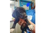 Adopt Nathan a Black Border Collie / Mixed dog in Greenville, KY (39165726)