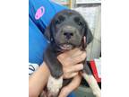 Adopt Nola a Black Border Collie / Mixed dog in Greenville, KY (39165725)