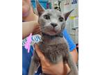 Adopt Carly a Gray or Blue Russian Blue / Domestic Shorthair / Mixed cat in