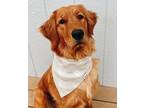 Adopt Faith a Red/Golden/Orange/Chestnut Golden Retriever / Mixed dog in Omaha