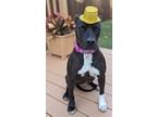 Adopt Marigold a Black American Staffordshire Terrier / Mixed dog in New