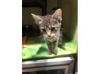 Adopt Tilly a Brown or Chocolate Domestic Shorthair / Domestic Shorthair / Mixed