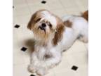 Adopt Betsy a White - with Red, Golden, Orange or Chestnut Shih Tzu / Mixed dog