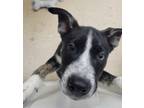 Adopt Hyde a Black Husky / German Shepherd Dog / Mixed dog in Syracuse