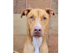 Adopt Azule a Tan/Yellow/Fawn Catahoula Leopard Dog / Carolina Dog / Mixed dog