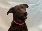 Adopt Juno a Black Labrador Retriever / Rottweiler / Mixed dog in Coon Rapids