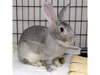 Adopt Moe a Grey/Silver Flemish Giant / Mixed rabbit in Ann Arbor, MI (39165426)