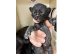 Adopt Kolya a All Black Russian Blue / Domestic Shorthair / Mixed cat in New