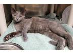 Adopt Pitcher Plant a Gray or Blue Domestic Shorthair / Domestic Shorthair /