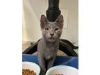 Adopt Tico a Gray or Blue Domestic Shorthair / Domestic Shorthair / Mixed cat in