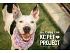 Adopt Daisy Lee a White American Pit Bull Terrier / Mixed dog in Kansas City
