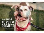 Adopt Auto a White American Pit Bull Terrier / Mixed dog in Kansas City