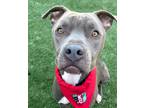 Adopt Brumby a Gray/Blue/Silver/Salt & Pepper American Pit Bull Terrier / Mixed