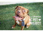 Adopt Chorizo a Brown/Chocolate American Pit Bull Terrier / Mixed dog in Kansas