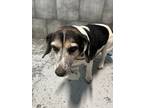 Adopt Rentas a Black Beagle / Mixed dog in BURIEN, WA (39165417)