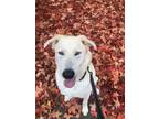 Adopt Abraham a White German Shepherd Dog / Mixed dog in BURIEN, WA (39165416)
